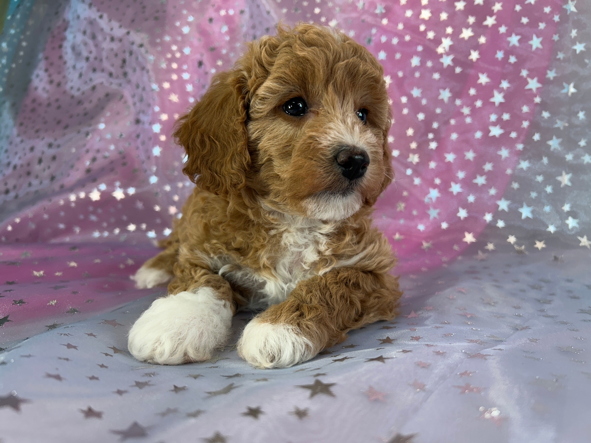 Female Bichon Poodle for Sale DOB 10-1-2024 $950